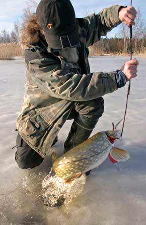 Зимняя рыбалка. Щука