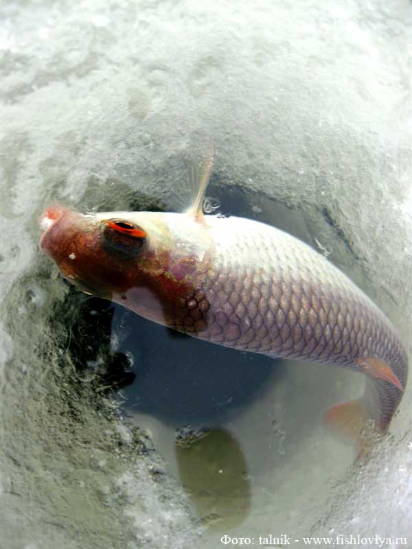 Фотоотчет о рыбалке на Чебоксарском водохранилище, Республика Марий Эл