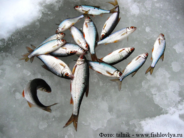 Фотоотчет о рыбалке на Чебоксарском водохранилище, Республика Марий Эл