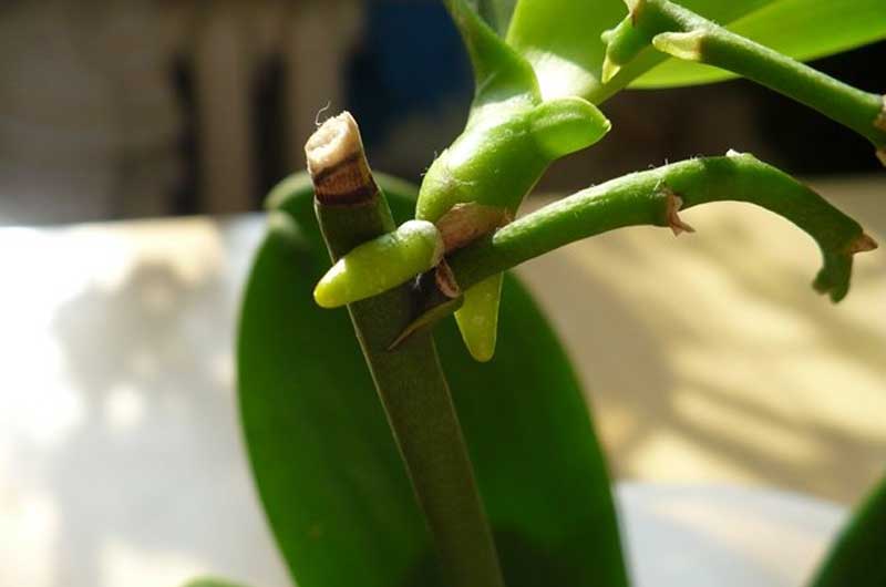 Размножение орхидеи верхушечными черенками