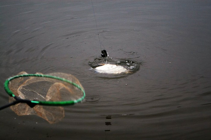 Рыбалка в Подмосковье: Рыбка клюет. Фото 5