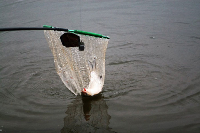 Рыбалка в Подмосковье: Рыбка клюет. Фото 6