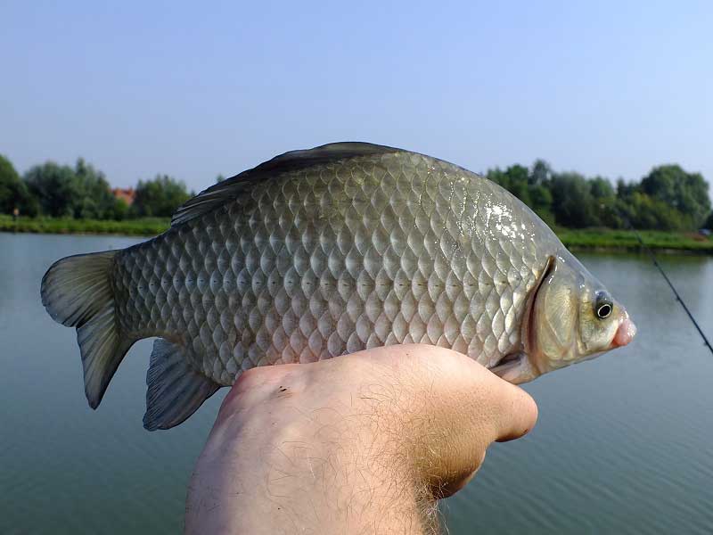 Рыбалка на озере Танькино: мерный карась. Фото 6