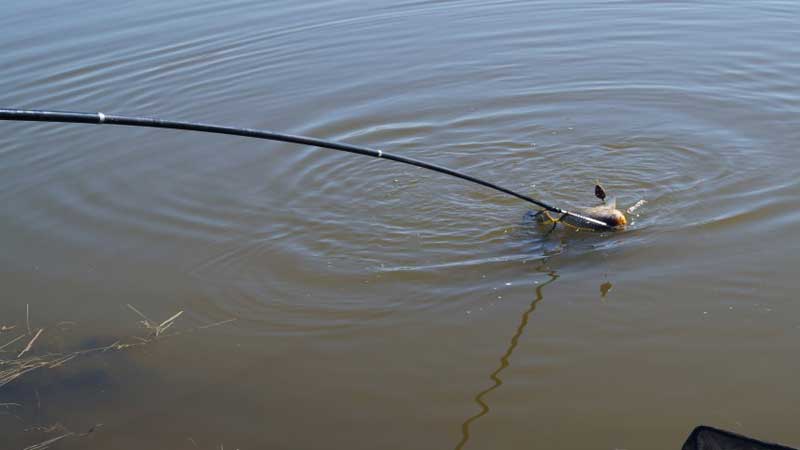 Рыбалка на реке Сейм. Фото 7