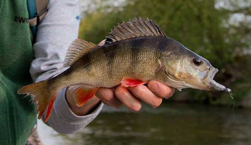 Сегодня рыбачил на замечательной речке Клязьма!. Фото 1