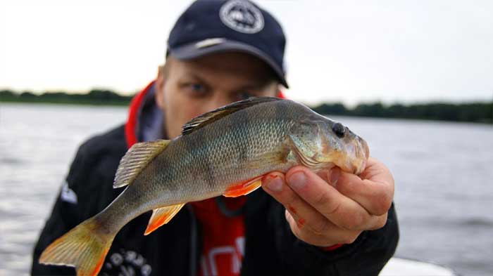 Рыбалка на Дону: активность окуня на высоте. Фото 3