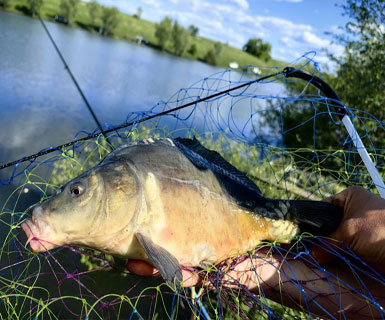 Хитрость карпятников: пауза, которая манит крупного карпа - лайфхак от Fishlovlya.ru