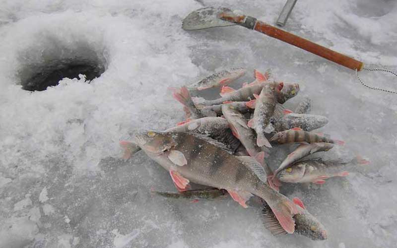 Белоярский прогноз клева. Зимняя рыбалка на Белоярке. Рыба улов на льду. Зимняя рыбалка Ерш. Рыбалка на Белоярке зимой.