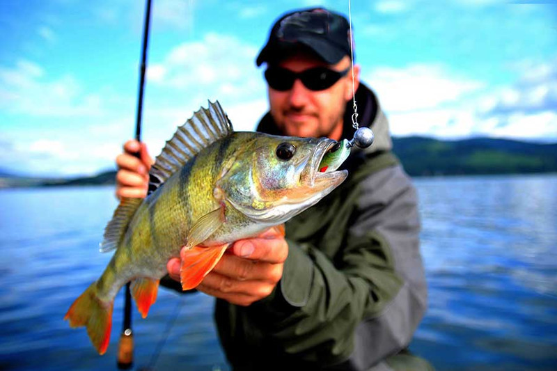 Приманки на окуня. Berkley Ripple Shad