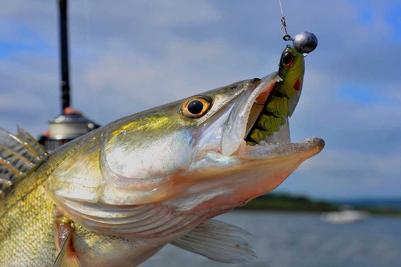 Приманки на судака. Berkley Ripple Shad. Фото 2