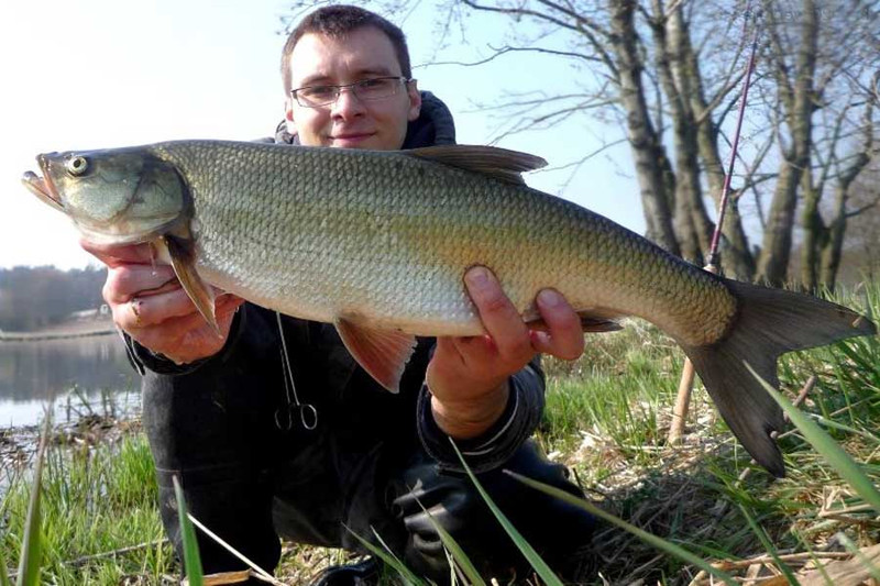 Ловля жереха на приманки Salmo