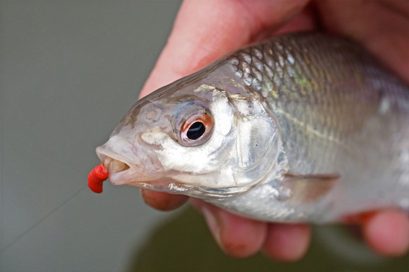 Рыбалка в апреле: как поймать плотву на малых реках?