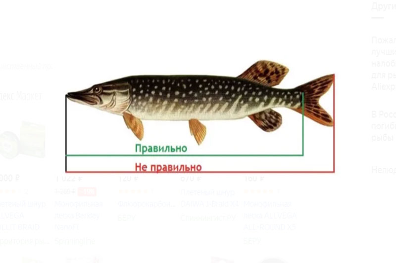 Сравнение размеров рыб