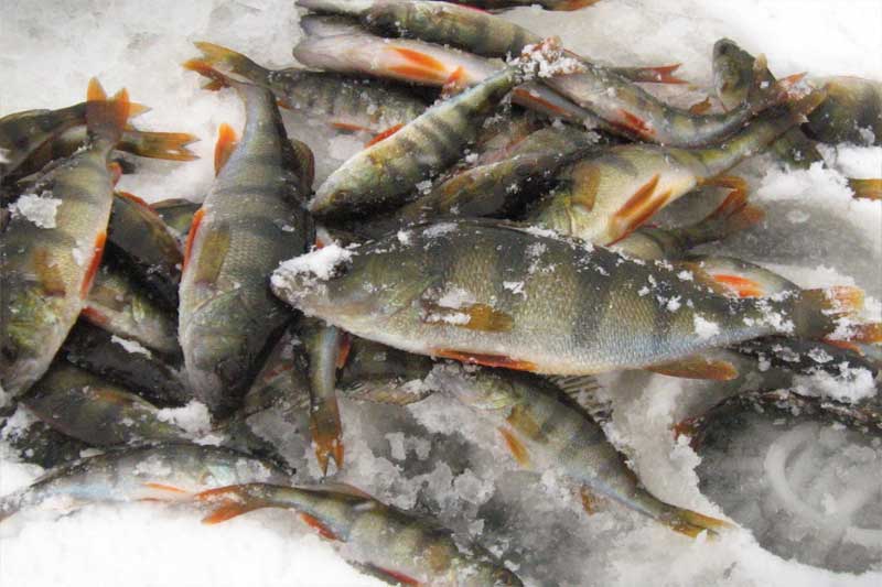 рыбалка на дроп шот зимой со льда