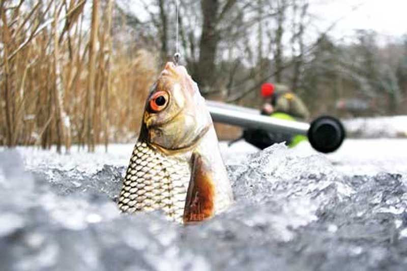 Ловля плотвы зимой: секреты успешной рыбалки на речке