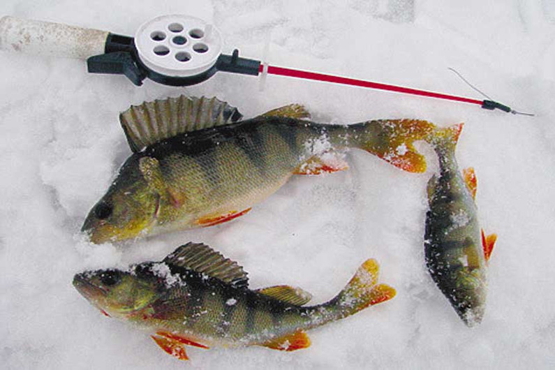 Приманка для зимней рыбалки, которая не оставляет окуню шансов