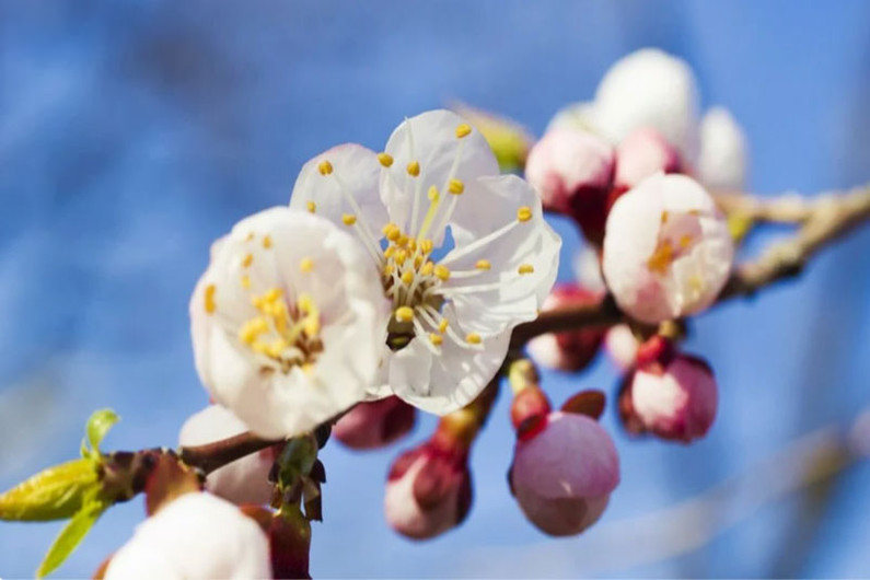 Весенний жор плотвы: Абрикосовый цвет