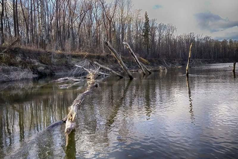 Суровый коряжник на рыбалке