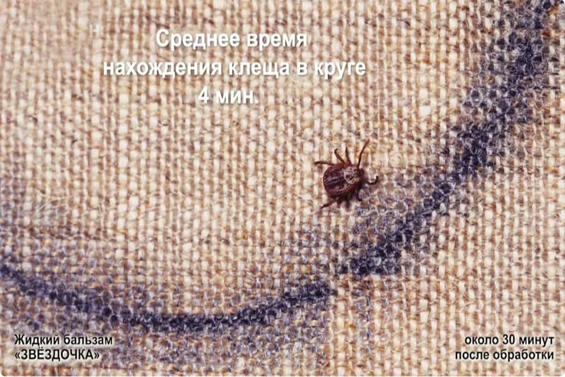 Защита от клещей: Бальзам