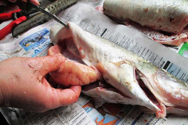 Как сохранить пойманную рыбу на рыбалке максимально долго?