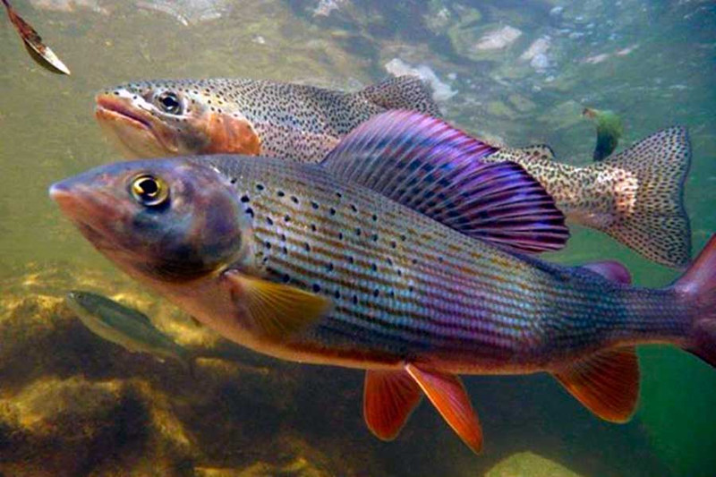 Рыбы сибирских рек
