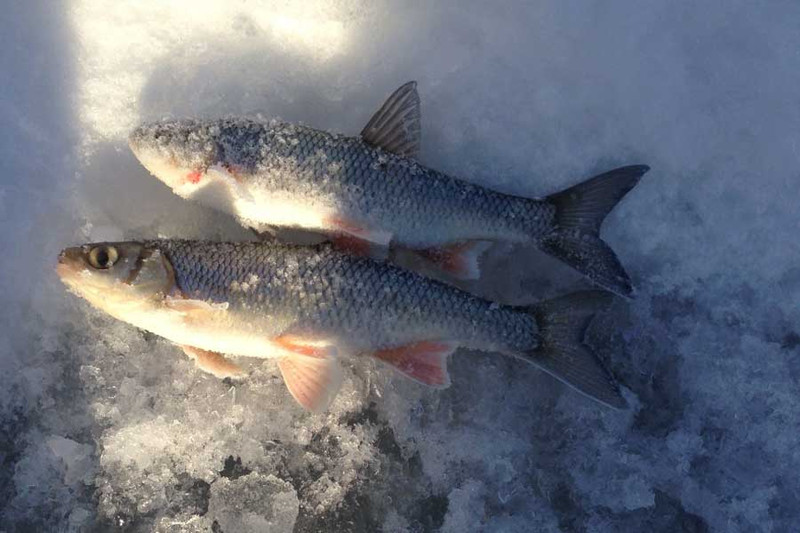 Рыбалка на зимнюю блесну