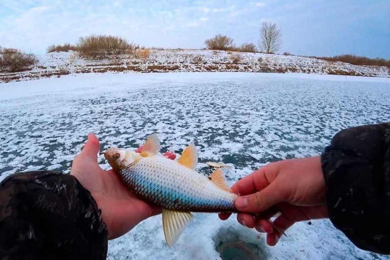 Ловля плотвы на зимней рыбалке