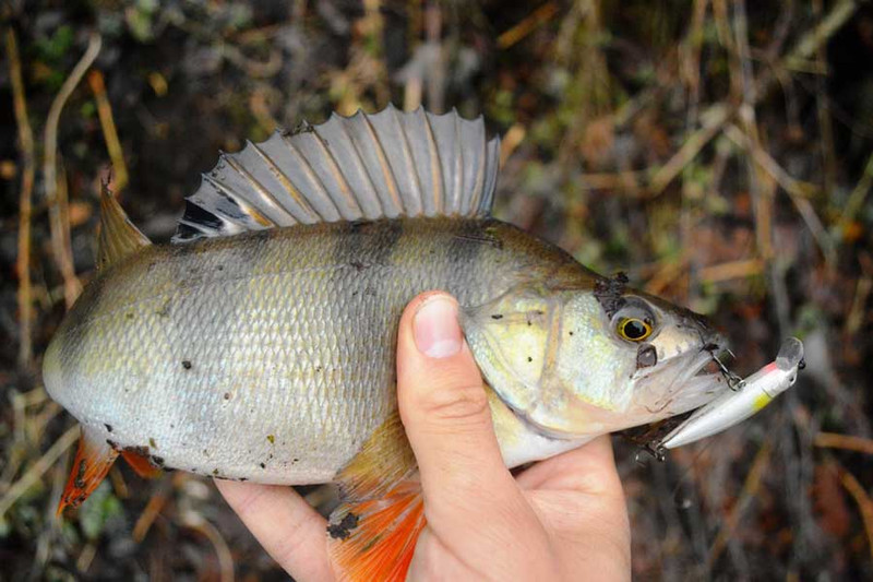 Воблеры на окуня: Tsuribito Minnow 42