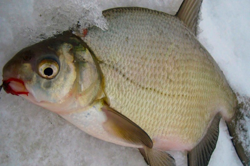 Три зимние удочки, которые гарантированно спасут рыбалку