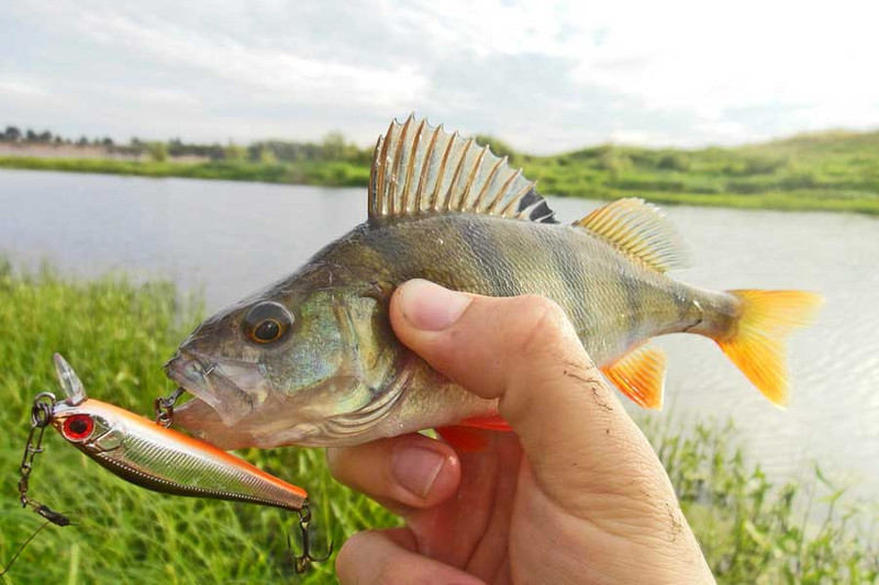 Воблеры на окуня: Zip Baits Rigge 56
