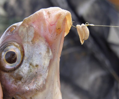 5 главных причин, почему рыба не клюет на опарыша