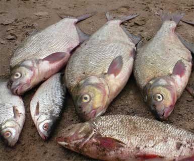 Лучшая ароматика для рыбалки осенью, которая соберет всю рыбу