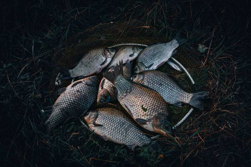 4 лучших фишки ловли карася в октябре: ночная рыбалка