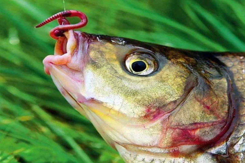 5 лучших способов подготовки червей к рыбалке