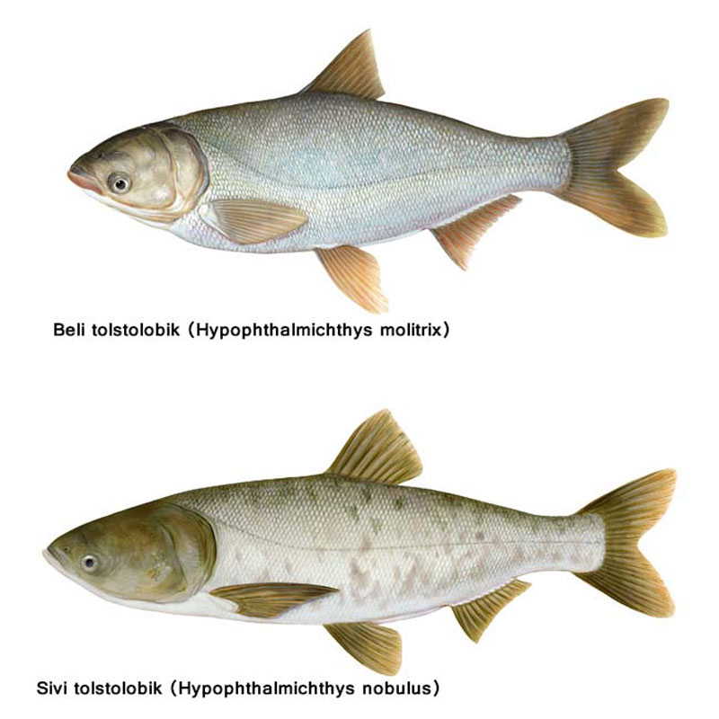 Интересные факты о рыбе толстолобик, о которых не все знают