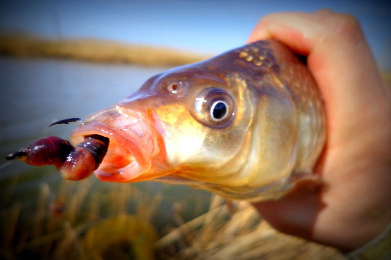 7 главных причин, почему рыба не клюет на червя