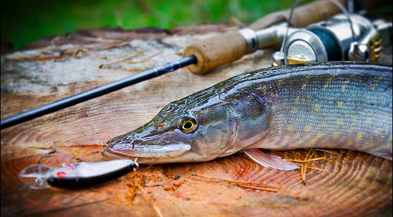 Рыбалка в октябре: кого, на что и как ловить