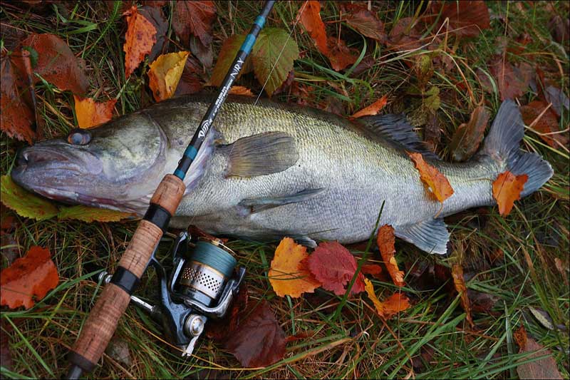 Рыбалка осенью: чем отличается и ее особенности