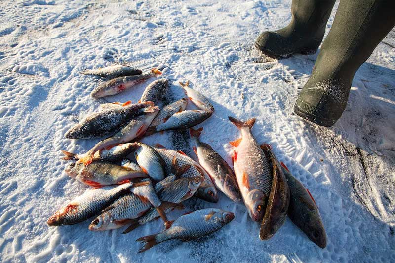 Какая рыба ловится в декабре: виды, места, приманки, советы