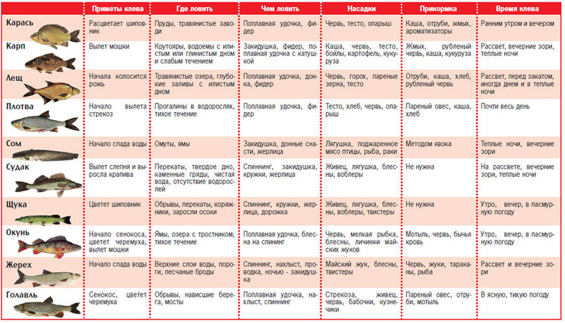 Как ловить рыбу в 2024 году