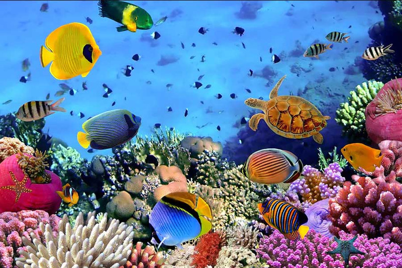 Коралловый риф в Египте