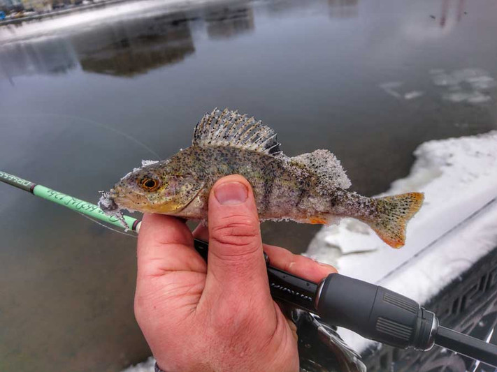 Открытие спиннингового сезона 2019 по открытой воде. Фото 2