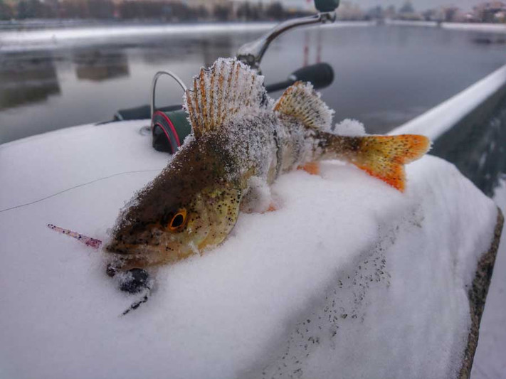 Открытие спиннингового сезона 2019 по открытой воде. Фото 1