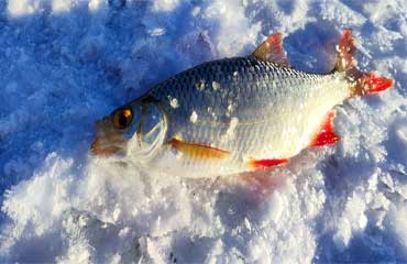 Рыбалка на Вятских озерах - в улове лещи, плотва, окунь