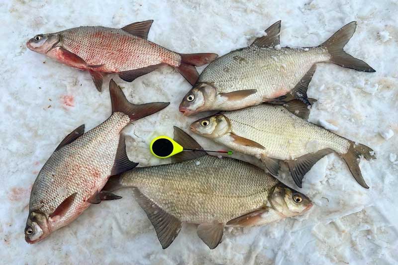 Рыбалка на реке Обь - эту лещовую сказку я не забуду никогда. Фото 4
