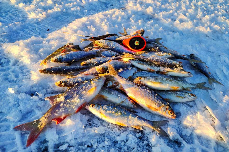 Рыбалка на Вятских озерах - в улове лещи, плотва, окунь
