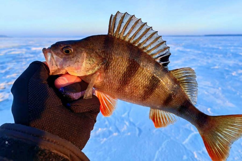 Рыбалка в глухозимье - клев скоротечный, но рыбу поймал. Фото 4