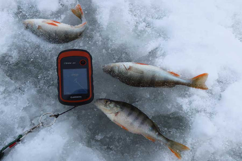 Удалось попасть на хороший окуневый клев. Фото 5