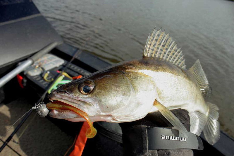 Вести с водоемов: Рыбалка на стыке сезона - Днепр и Судак. Фото 7