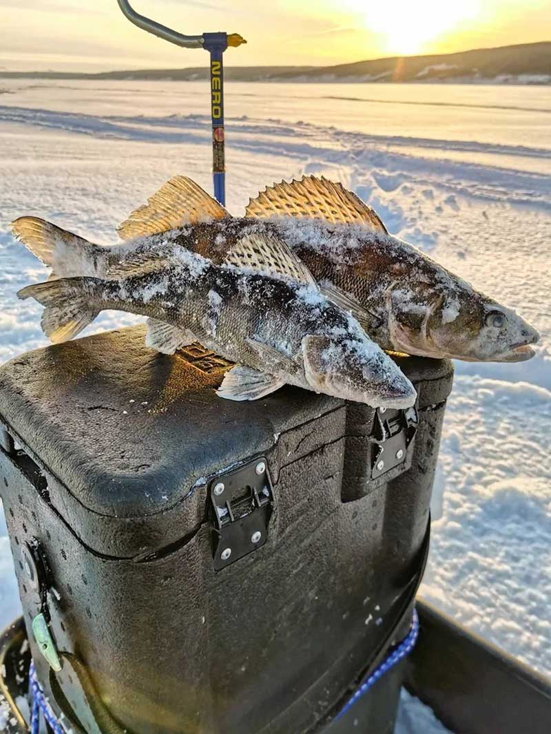 Ловля судака зимой - трудно найти, но легко поймать. Фото 3